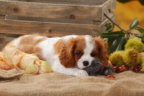 Cavalier King Charles Spaniel