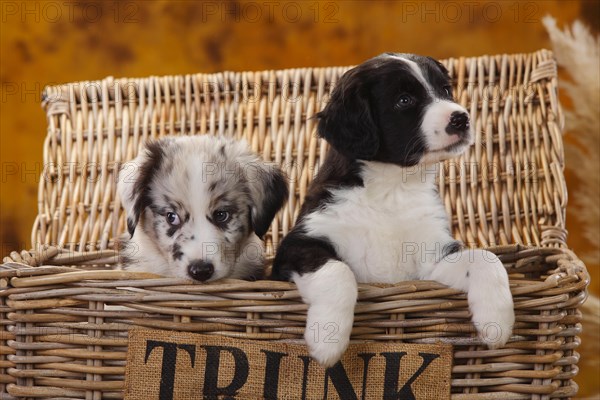 Miniature Australian Shepherd