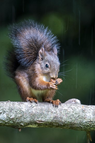 Eurasian red squirrel