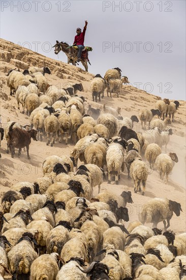 Shepherd with his sheeps