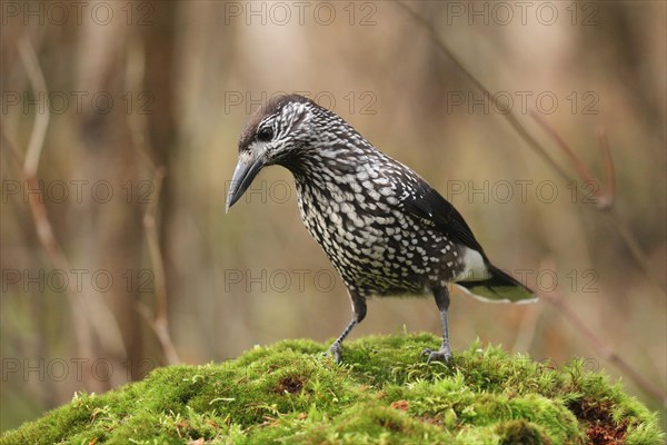 Spotted nutcracker