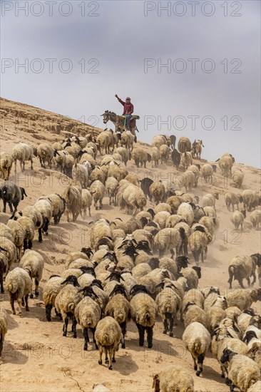 Shepherd with his sheeps