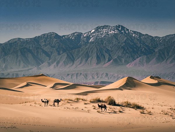 Mount Baga Bogd. There are some camels