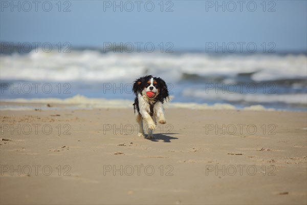 Cavalier King Charles Spaniel