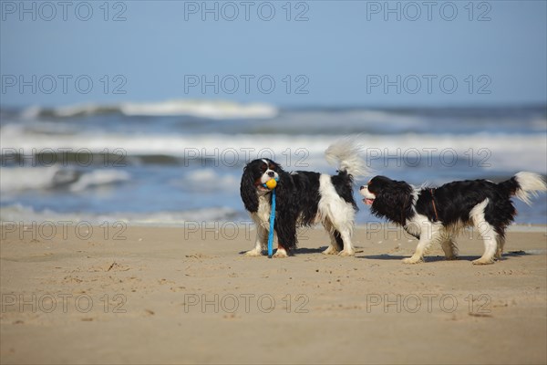 Cavalier King Charles Spaniel