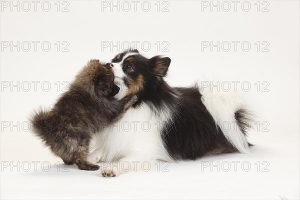 Mixed breed dog