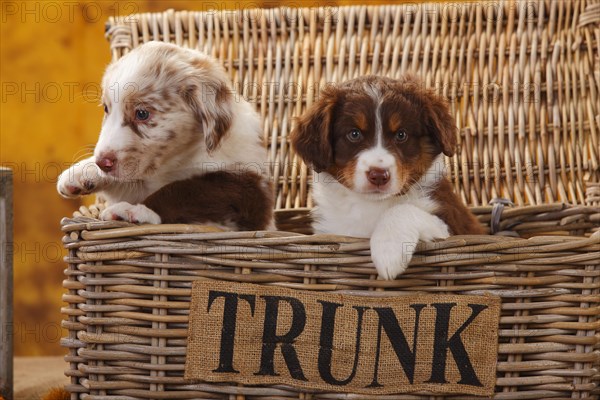 Miniature Australian Shepherd