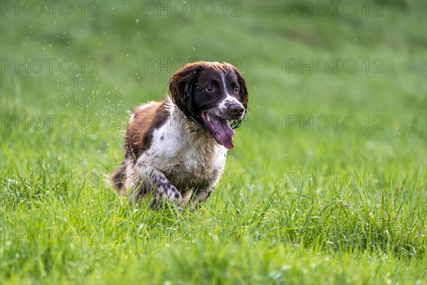 Hunting dog