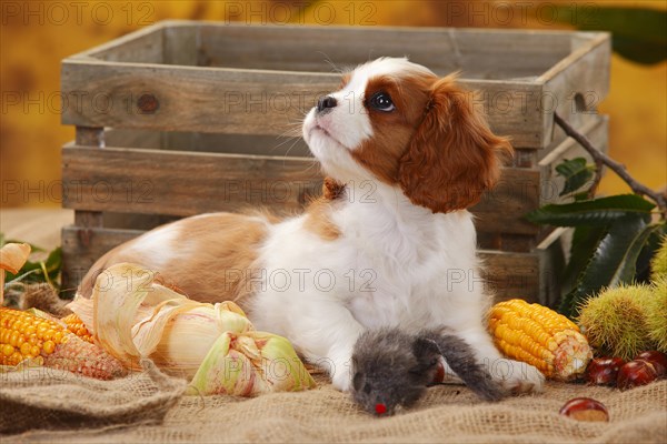 Cavalier King Charles Spaniel