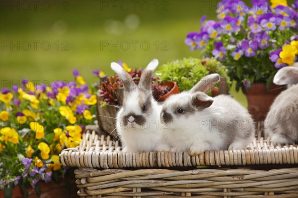 Dwarf ram rabbits