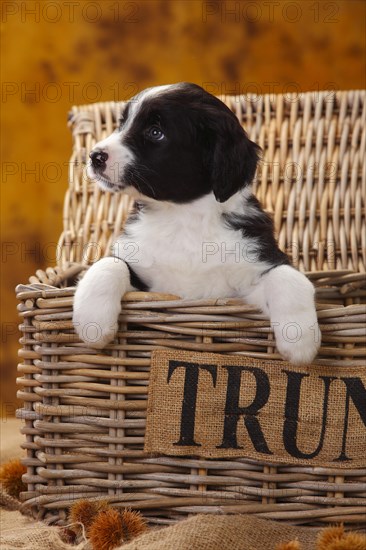 Miniature Australian Shepherd