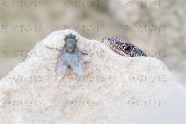 Viviparous lizard