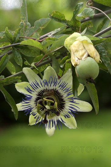 Passion flower passion fruit