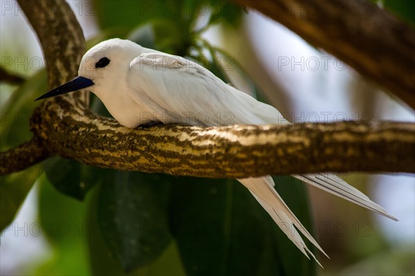 White tern