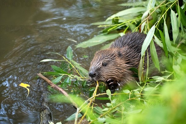 European beaver