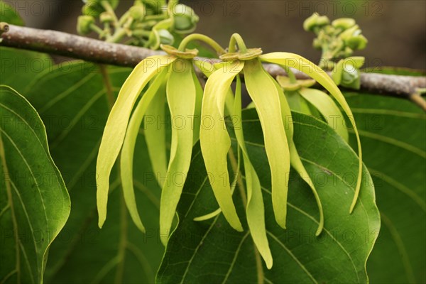 Ylang-Ylang Tree Ylang-Ylang Cananga Odorata Flower Bloom Madagascar Nosy Be