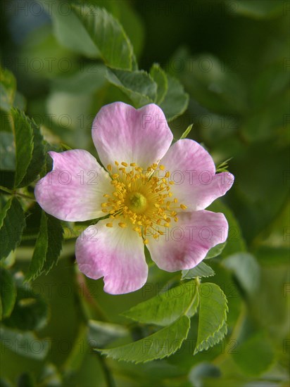 Dog rose