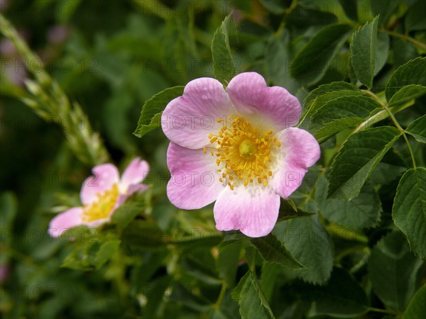 Dog rose