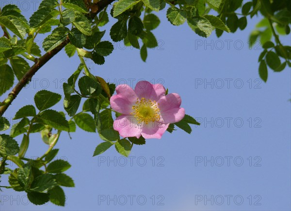 Dog rose