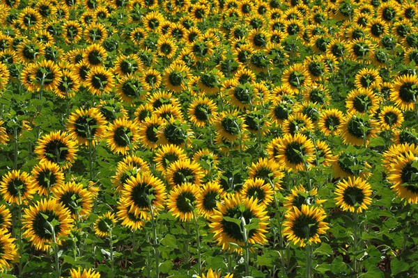 Field with sunflowers