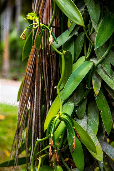 Vanilla Plantation