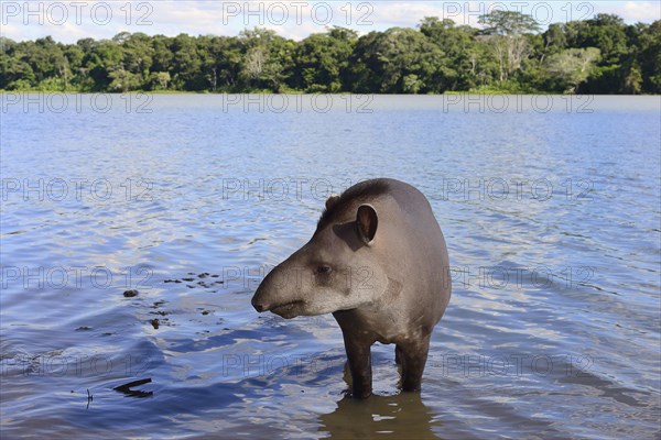 Lowland tapir