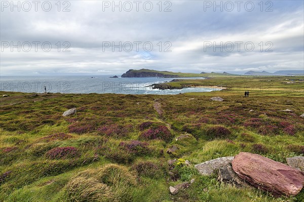 Viewpoint Clogher Head