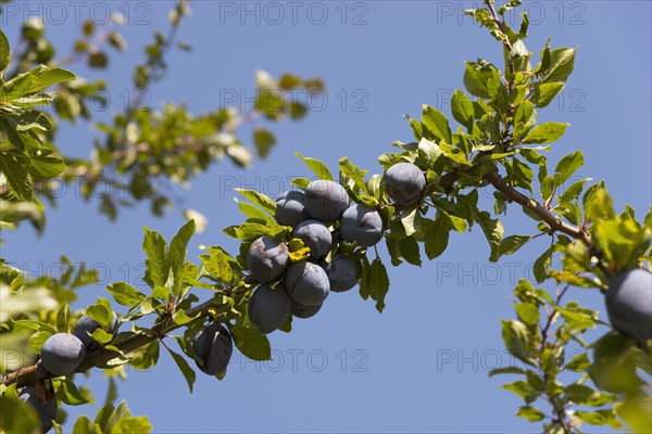 Ripe plums hanging on the tree