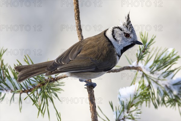 Crested tit