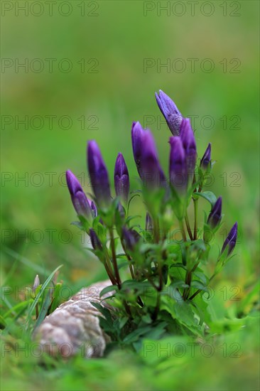 Autumn felwort