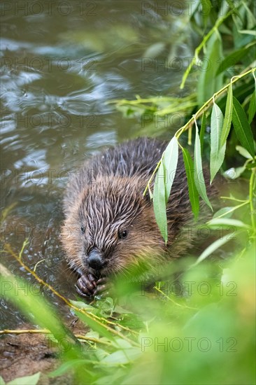 European beaver