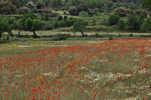 Poppy meadow with olive trees