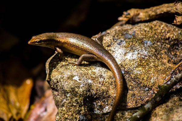 Seychelles skink