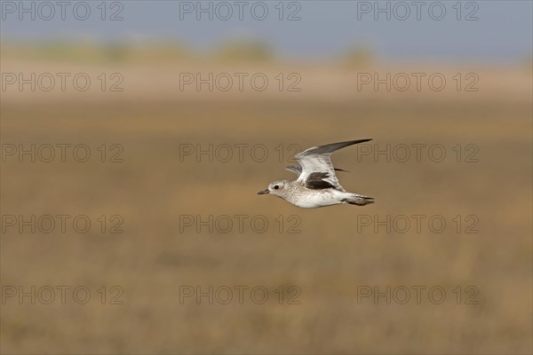 Grey Plover