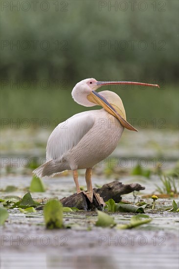 Great White Pelican