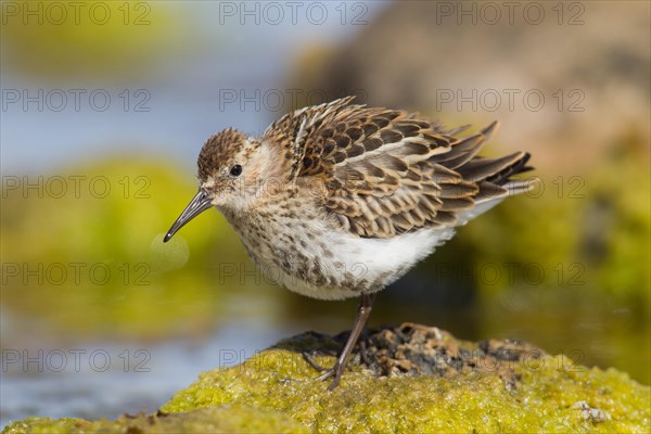 Adult Dunlin