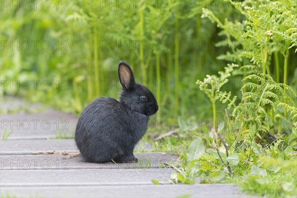 European Rabbit