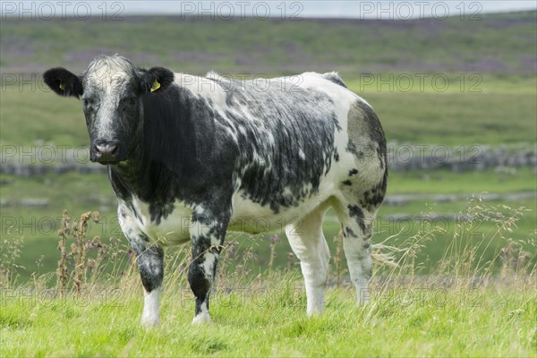 Herd of Pedigree British Blue cattle on upland pasture in North Yorkshire