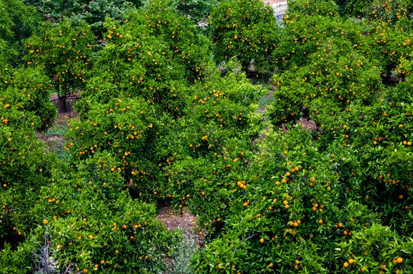 Orange plantation