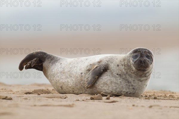 Adult Common Seal