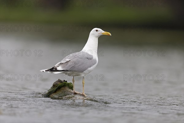 Caspian Gull