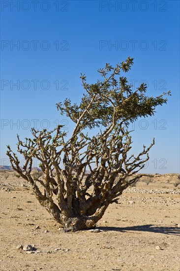 Incense trees in Wadi Doka