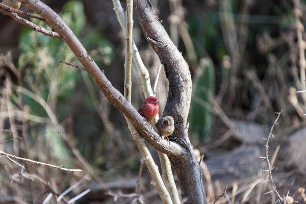 Red-billed firefinch