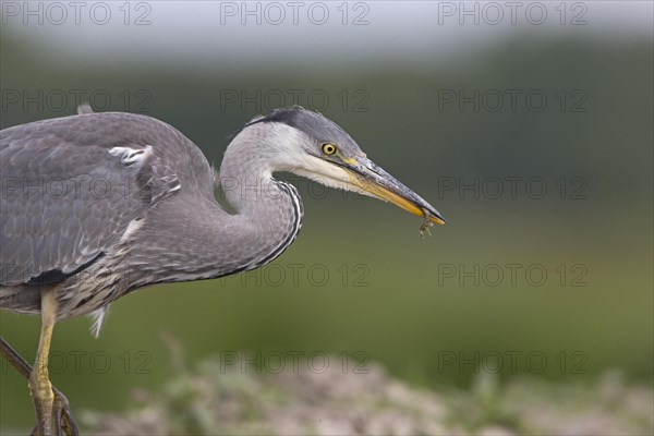 Grey Heron