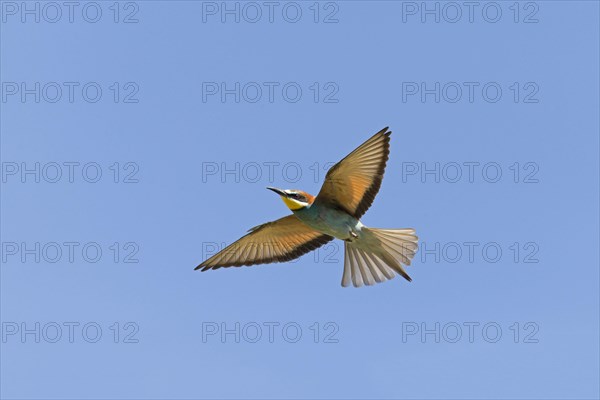 European Bee-eater