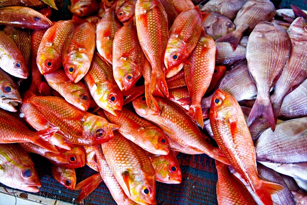 Mutrah Fish Market