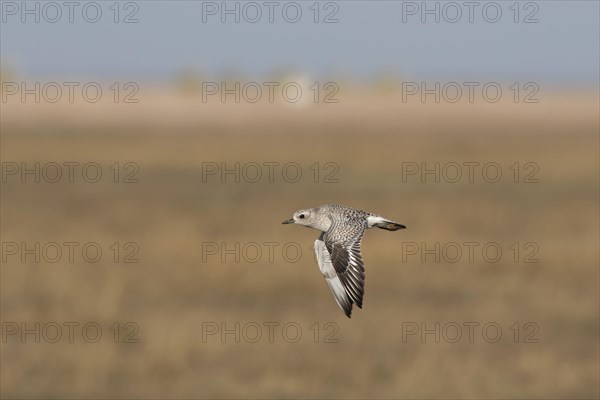 Grey Plover