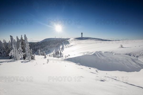 Snow-covered spruces