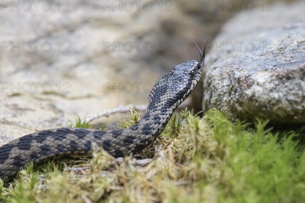 Common european viper