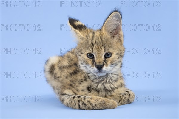 Serval